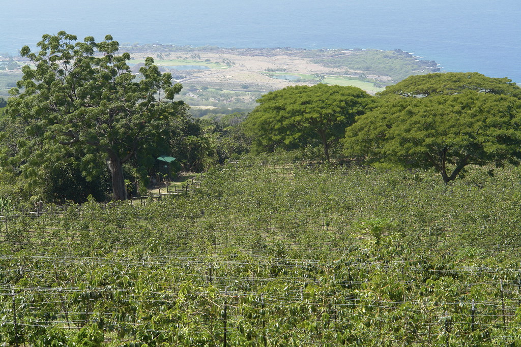 Kona Coffee Plantation Flickr