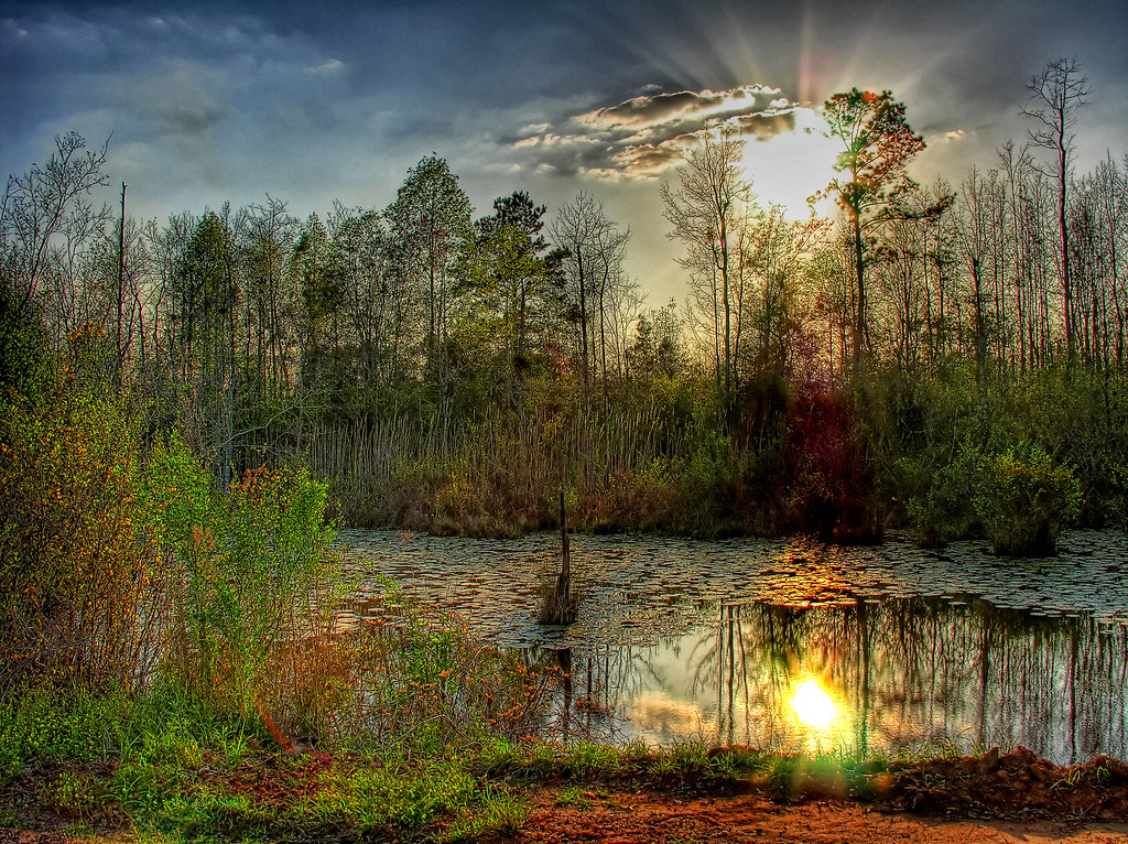 Lily Pond, Terrell County 'Lily Pond, Terrell Coun… Flickr
