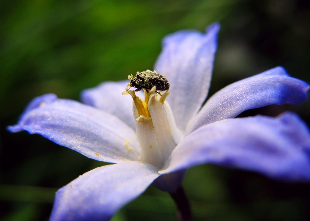 Small blue flower and pollen beetle This pollen beetle (Me… Flickr