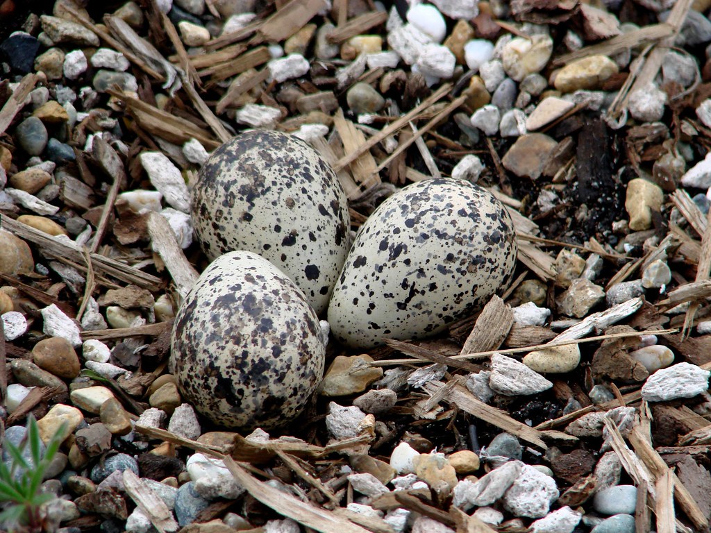 Killdeer Eggs Eggs of the killdeer, Charadrius vociferus, … Flickr