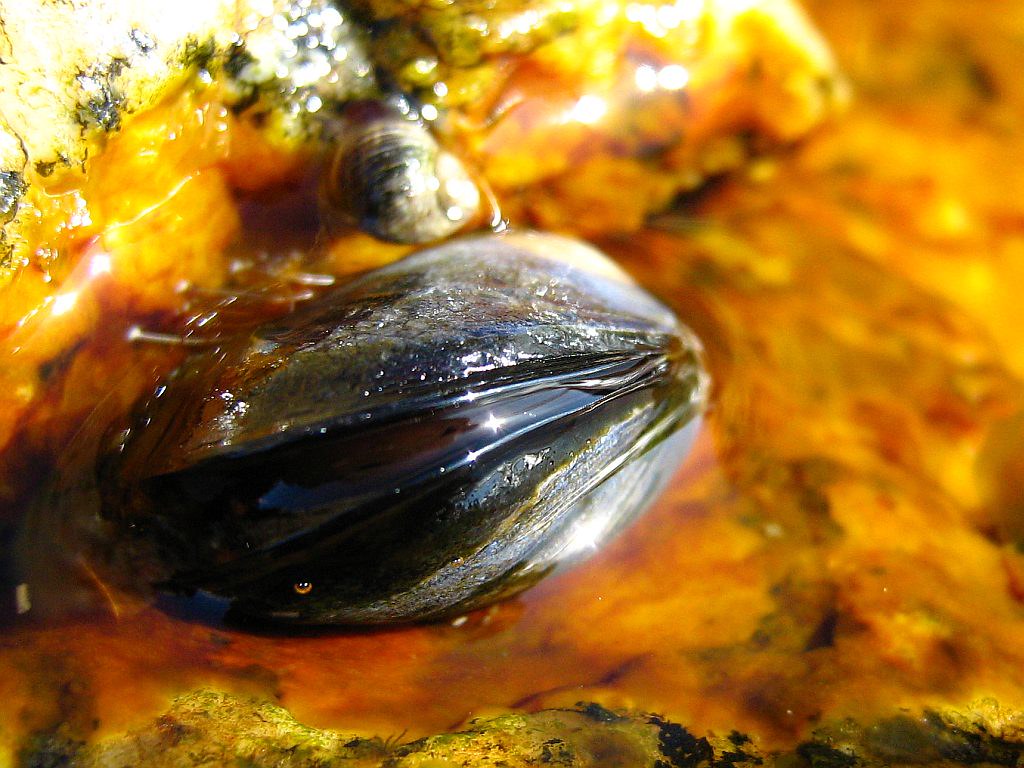 Live Mussel These are commercially farmed in a nearby bay.… photo