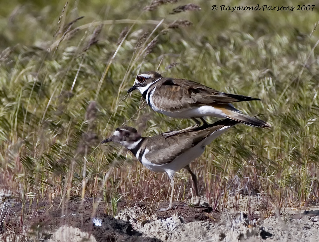 Male & Female Killdeer mating Taken on Lower Crab Creek Ro… Flickr