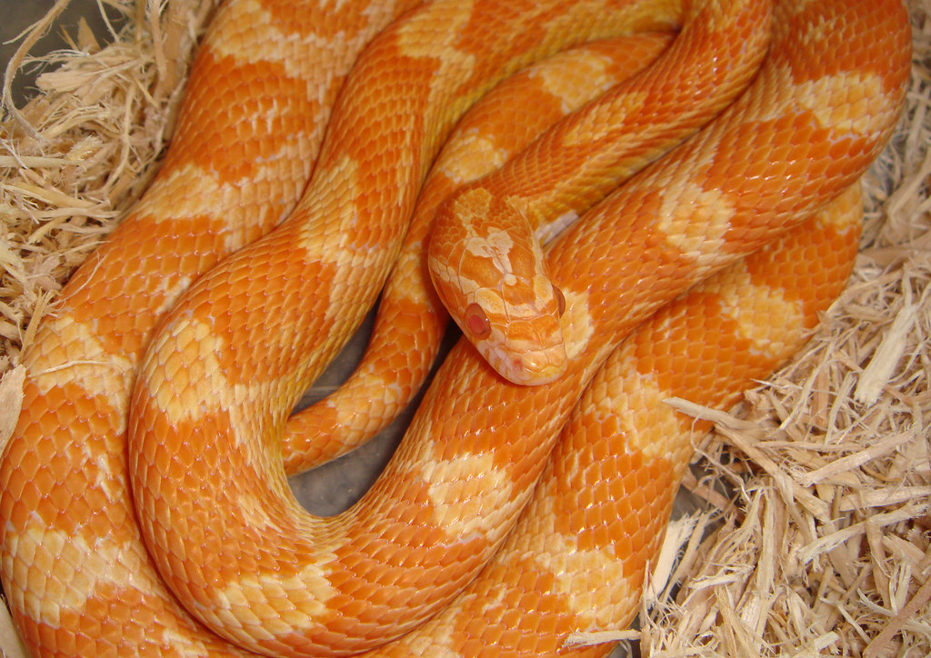 creamsicle corn snake Ian Flickr