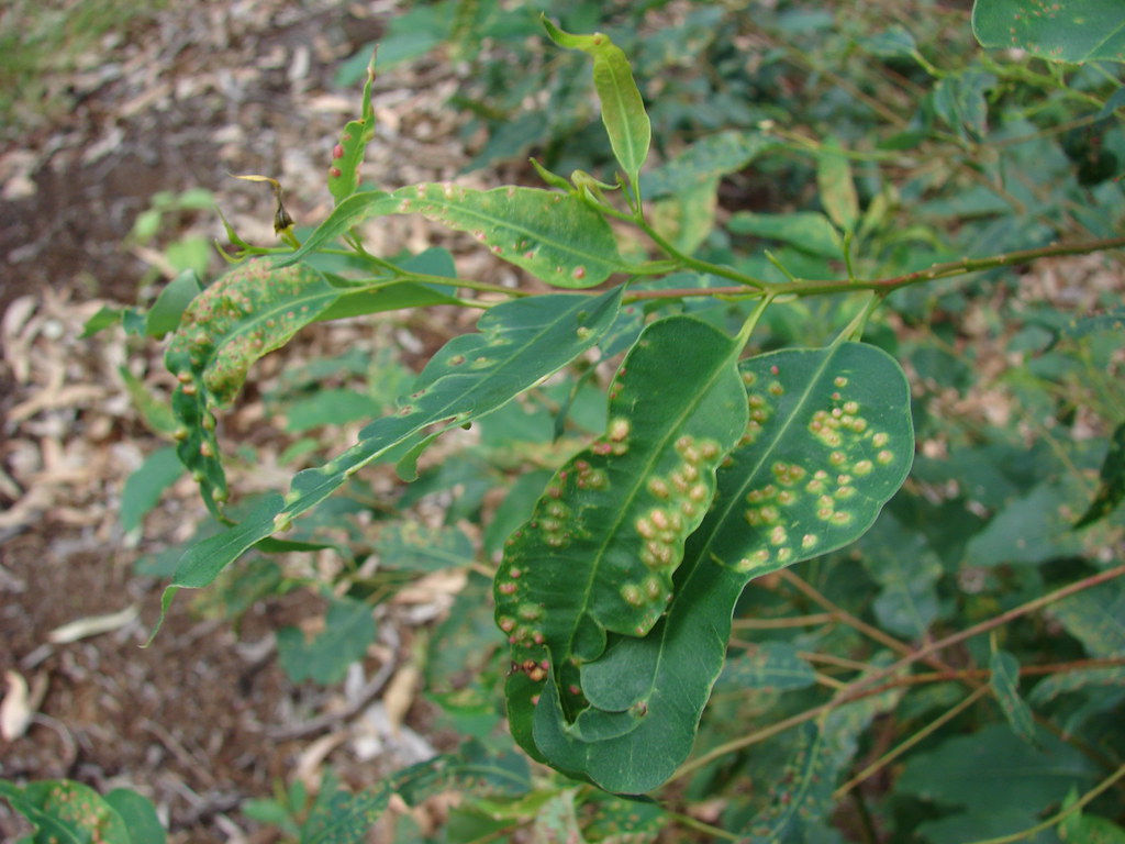 starr0612252984Eucalyptus_spleaves_with_gall_waspsOli… Flickr