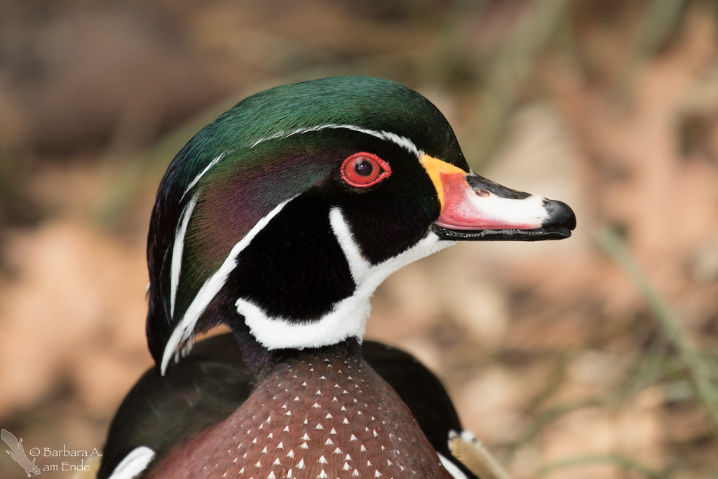 Today must be Wood Duck day Two of my contacts posted wood… Flickr