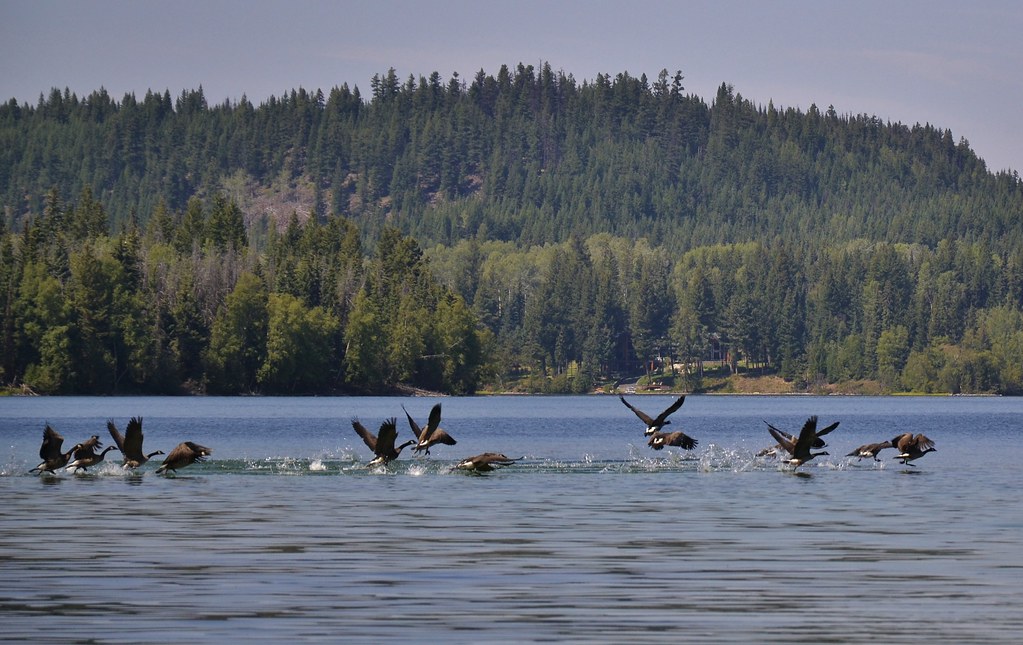 Bridge Lake, British Columbia, Canada a photo on Flickriver