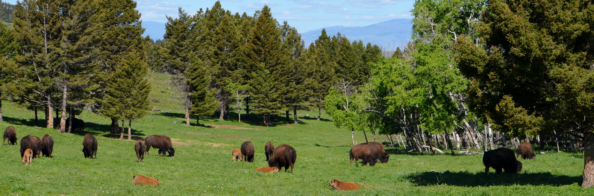 Bison Quest Buffalo Herd Flickr
