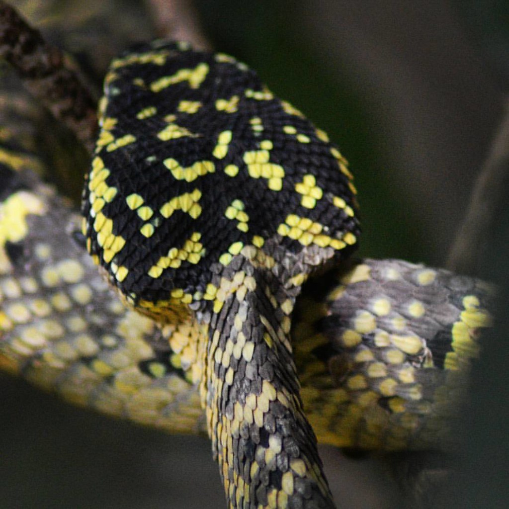 Jenis Ular Di Malaysia