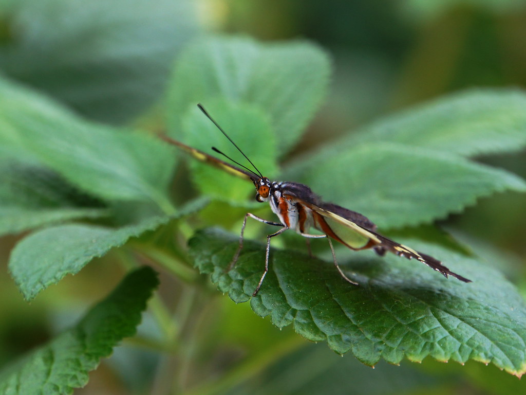 Rieman Gardens in Ames Iowa Flickr