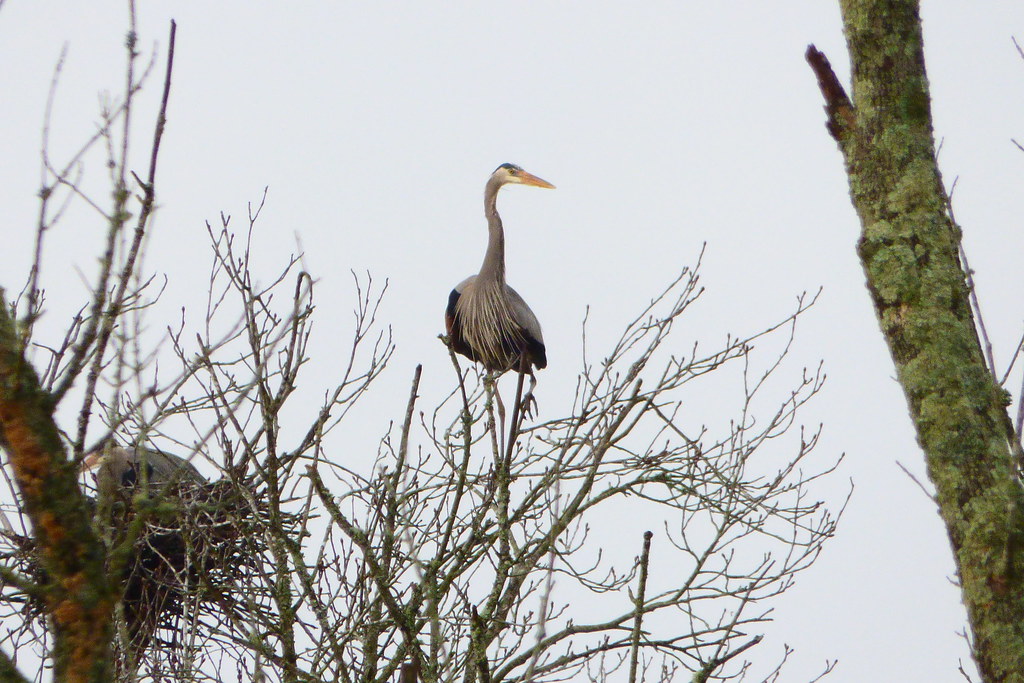 Great Blue Heron / Grand héron Lake Conestee, Greenville, … Flickr