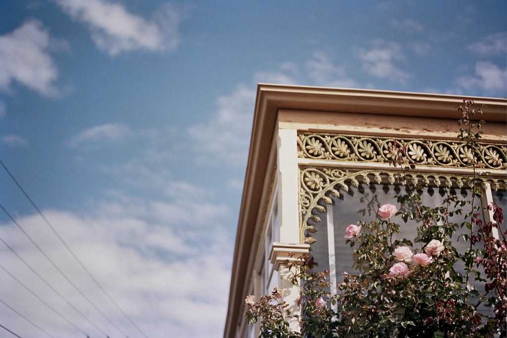 Hobart flowers // Schorlemädchen schorlemädchen Flickr