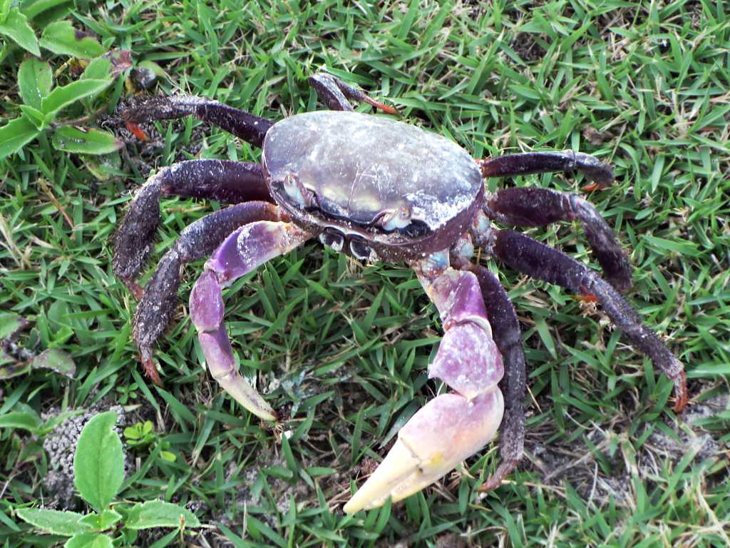 Purple Land Crab A purple land crab (Gecarcoidea lalandii)… Flickr