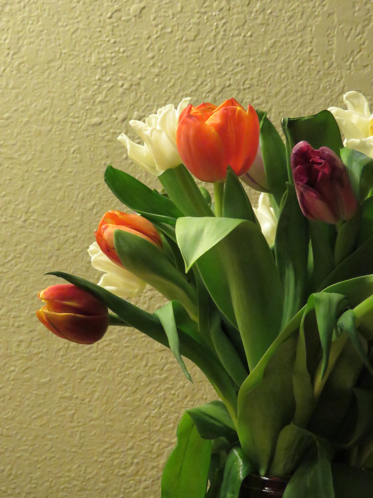 Frozen Tulips 1 Came home to a Fedex box of flowers from … Flickr