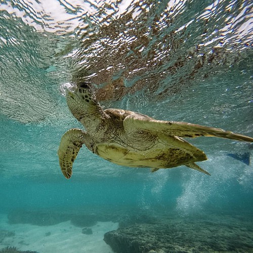 Snorkeling with a turtle 🐢 / Lady Elliot Island QLD Austr… Flickr
