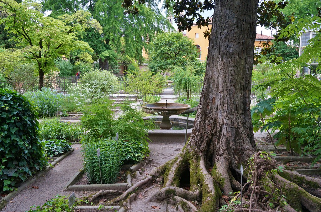 Magnolia grandifolia (Roots) Karl Gercens Flickr