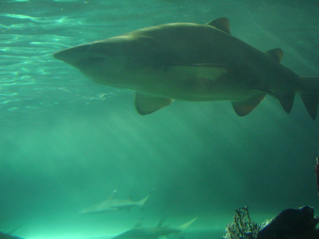 Sydney Aquarium bronze whaler shark 2 arranfrood Flickr