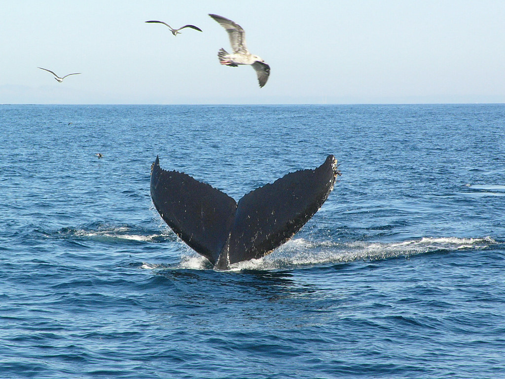 Baleine Baie de Monterey JeanPaul BONNAFE Flickr