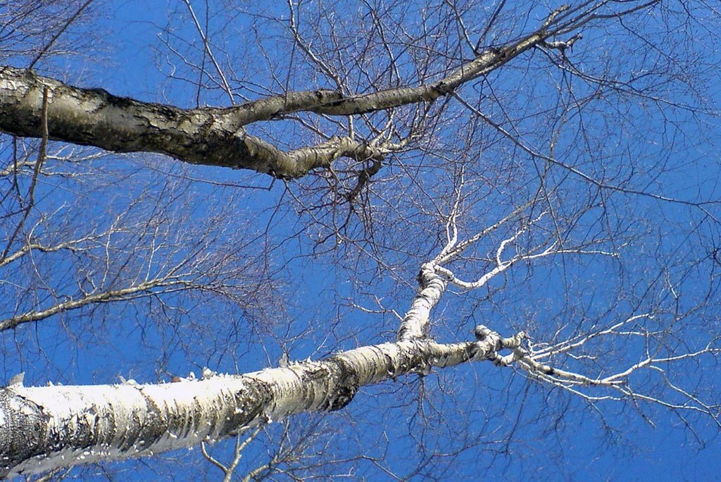 Black birch, white birch Sunny this AM. On one of the trai… Flickr