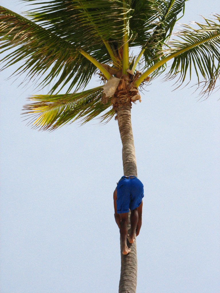 Guy climbing Palm Tree Brandon Titus Flickr