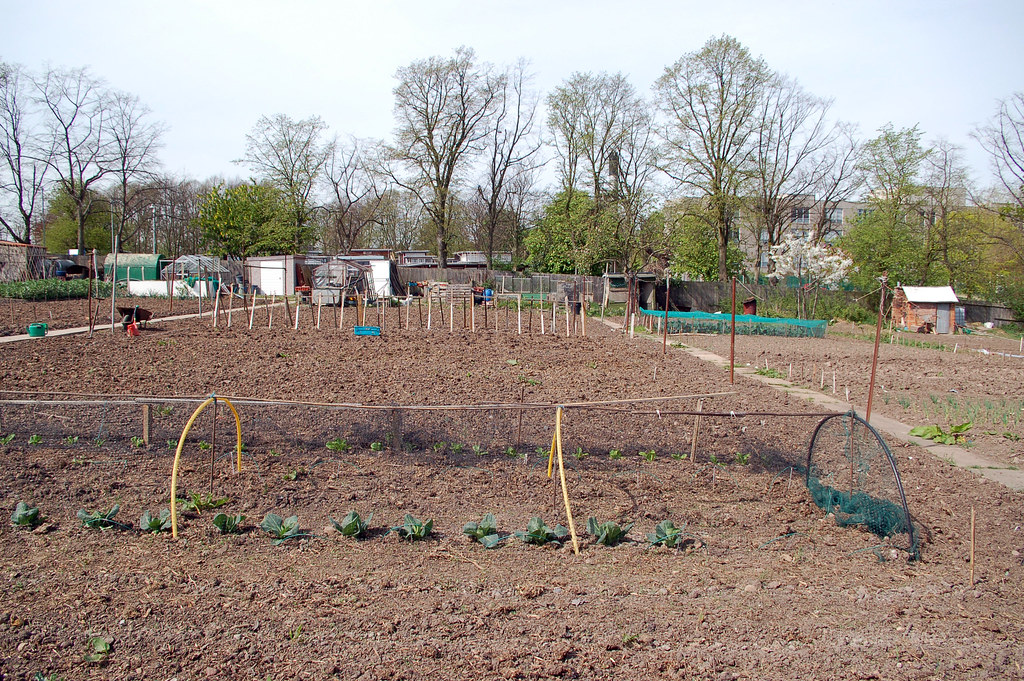 Yardley Green Road allotment 30. daytripp Flickr