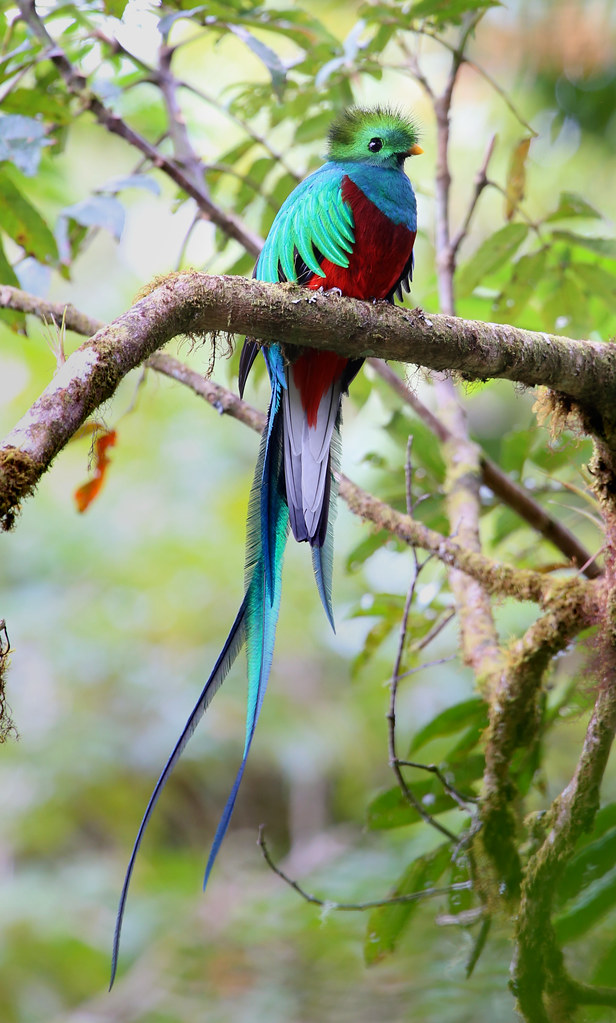 Resplendent Quetzal Costa Rica Took a trip with my dad t… Flickr