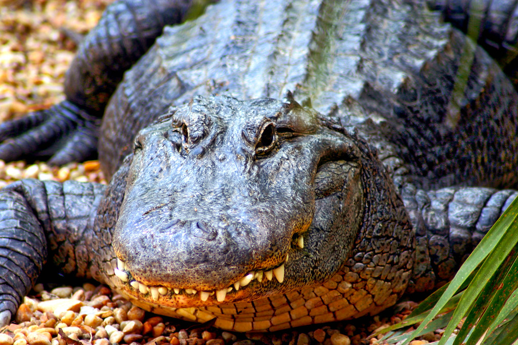 Alligator, Tampa, Florida, USA Robert Monestel Flickr