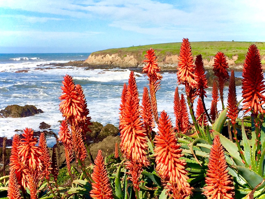 Aloes by the sea Wedgewood access, Marine Terrace, Cambria… Peter D