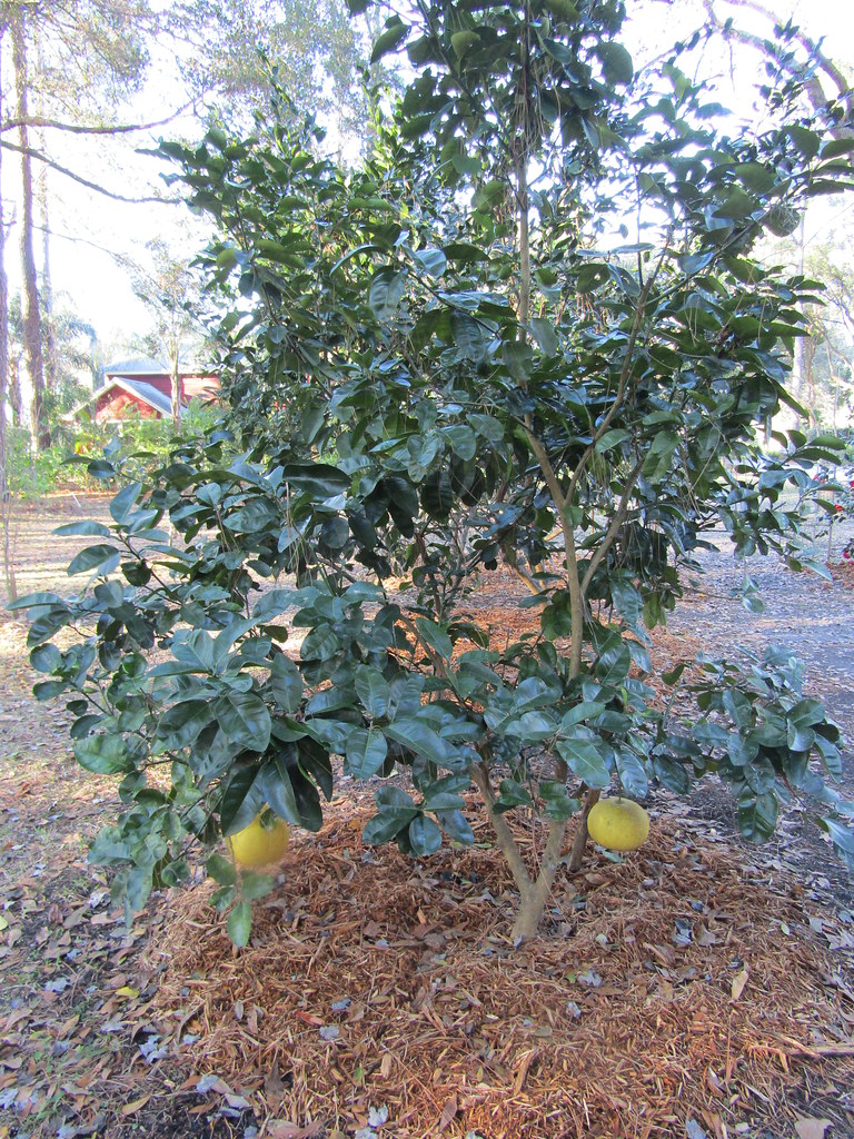 Pomelo tree A look round a friend's garden Leonora (Ellie