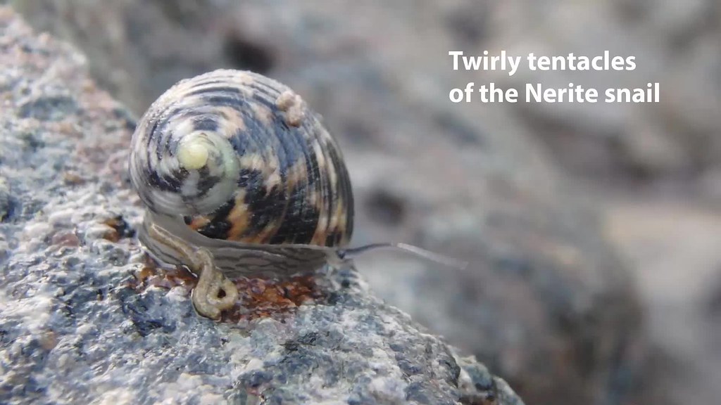 Nerite snails can really twirl their tentacles More about … Flickr