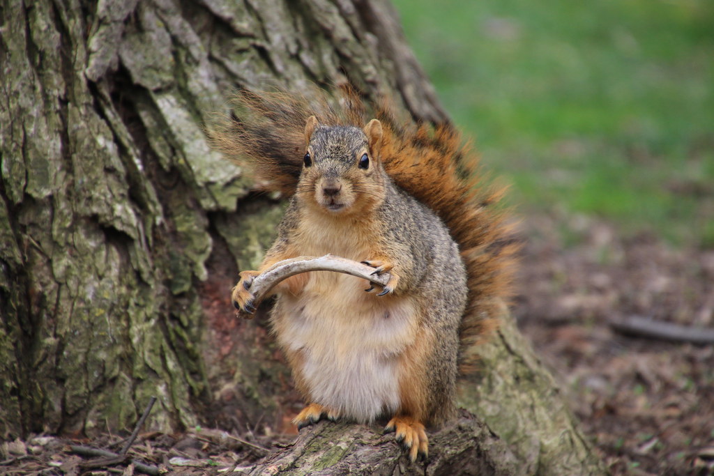 When Do Squirrels Have Babies In Michigan Amaze
