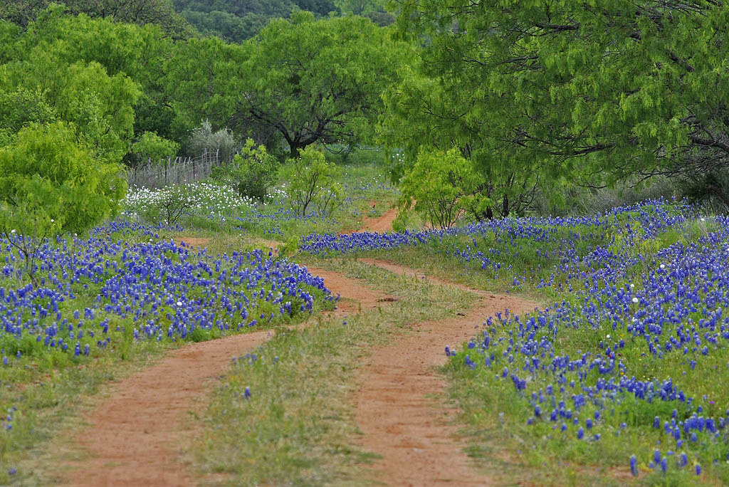 Willow City Loop Willow City Loop Bluebon… Flickr