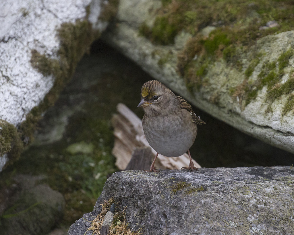 WINGS Birding Tours to Alaska Fall Migration at Gambell Photo Slideshow