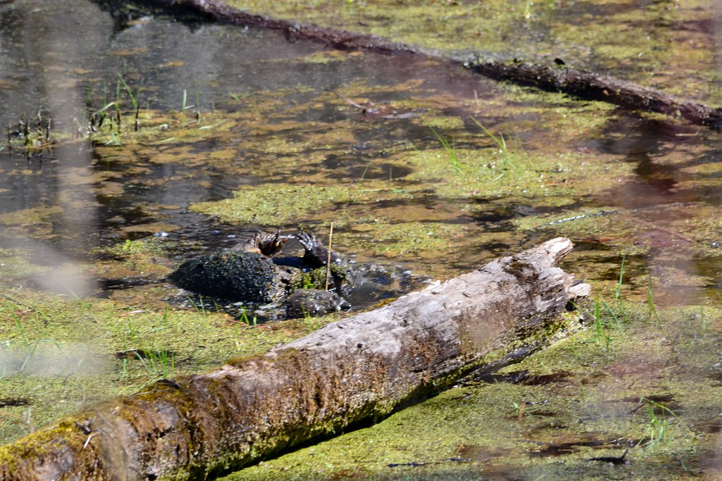 Snapping Turtles A pair of mating turtles in the