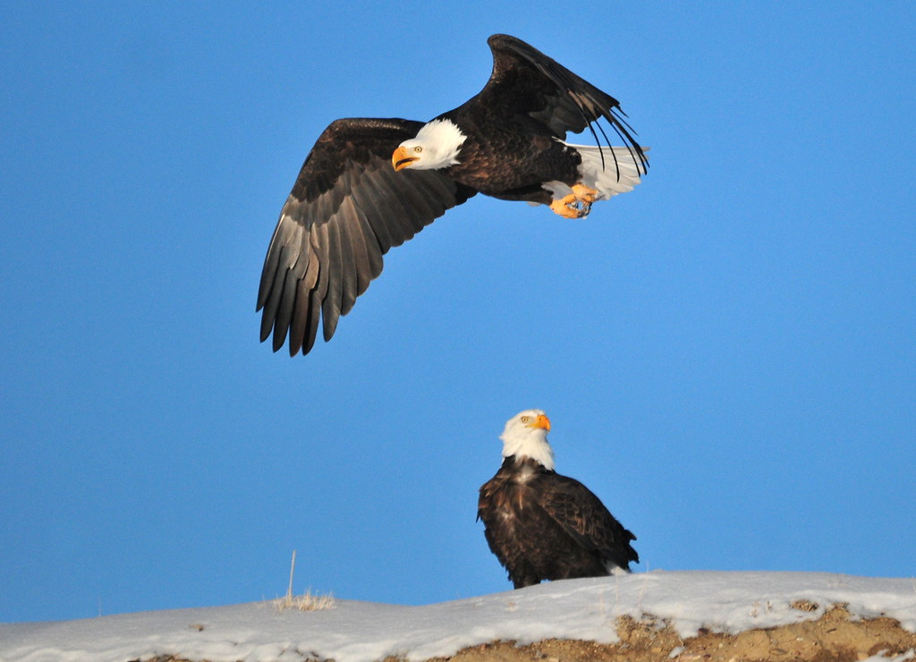 Bald Eagles on Seedskadee NWR Photo Tom Koerner/USFWS Flickr