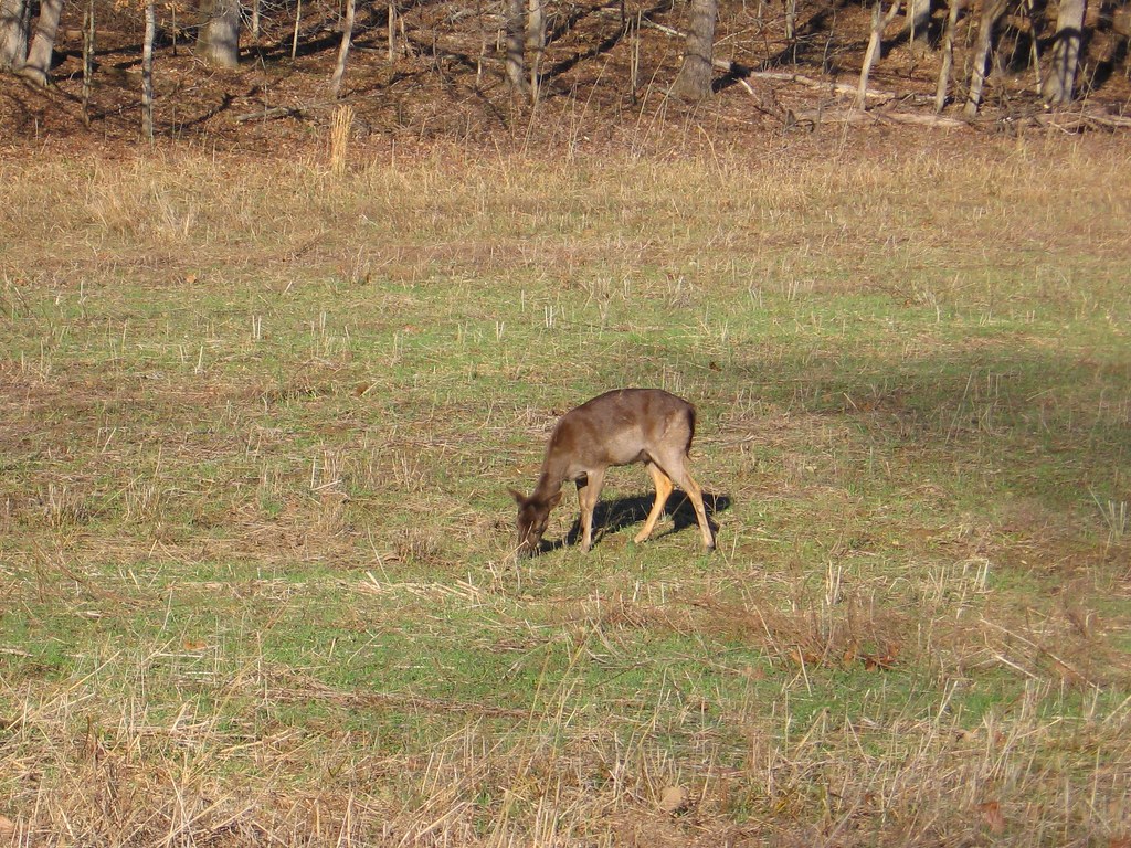 Fallow Deer off Road 134 Fallow Deer off Road 134 Grazing … Flickr