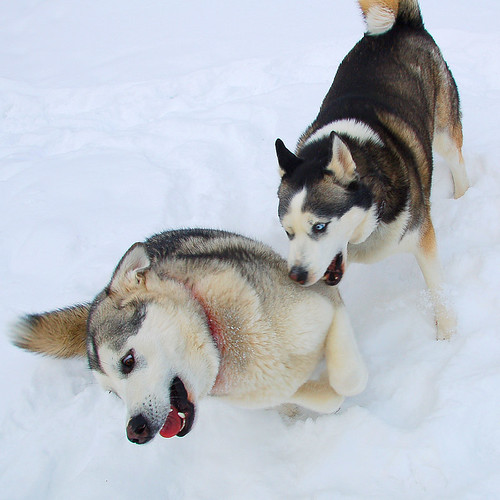 yuki pulls a fast one yuki can jump up and sideways like n… Flickr