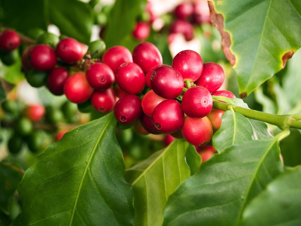 This is coffee 820 Coffee plant ripening Larry Jacobsen Flickr