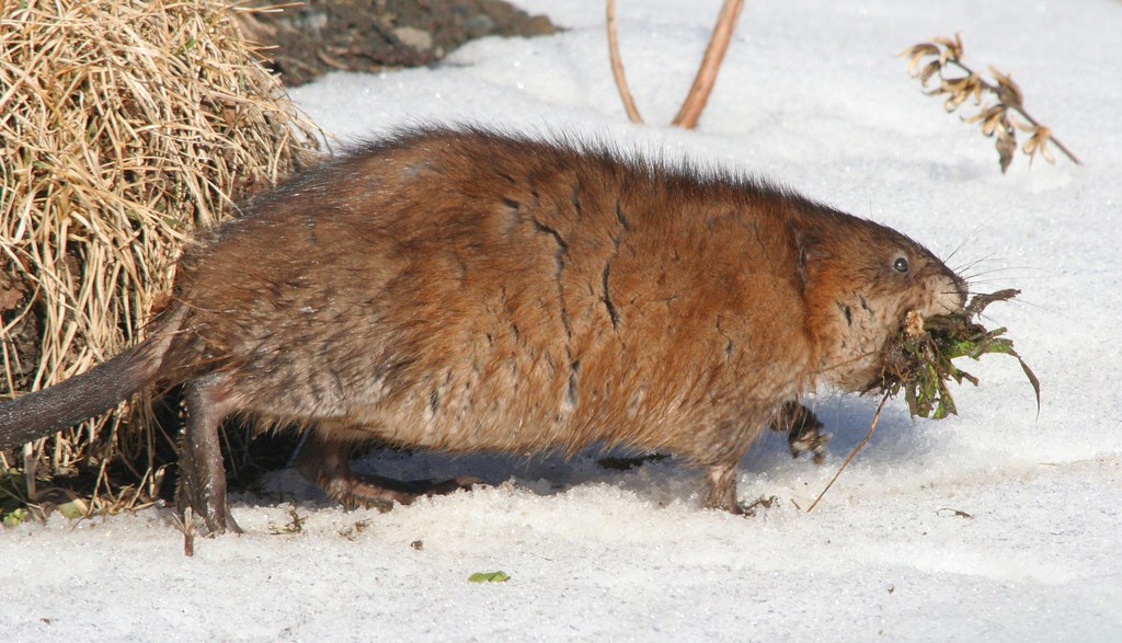 Muskrat Muskrat Dorney Park Pond Lehigh County, PA 2/24/07… Dustin