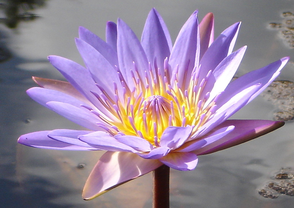 Flowers in Australia Flickr