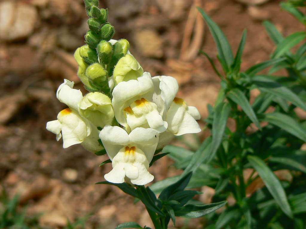 Antirrhinum majus Common name Dog flower, Snapdragon Bota… Flickr