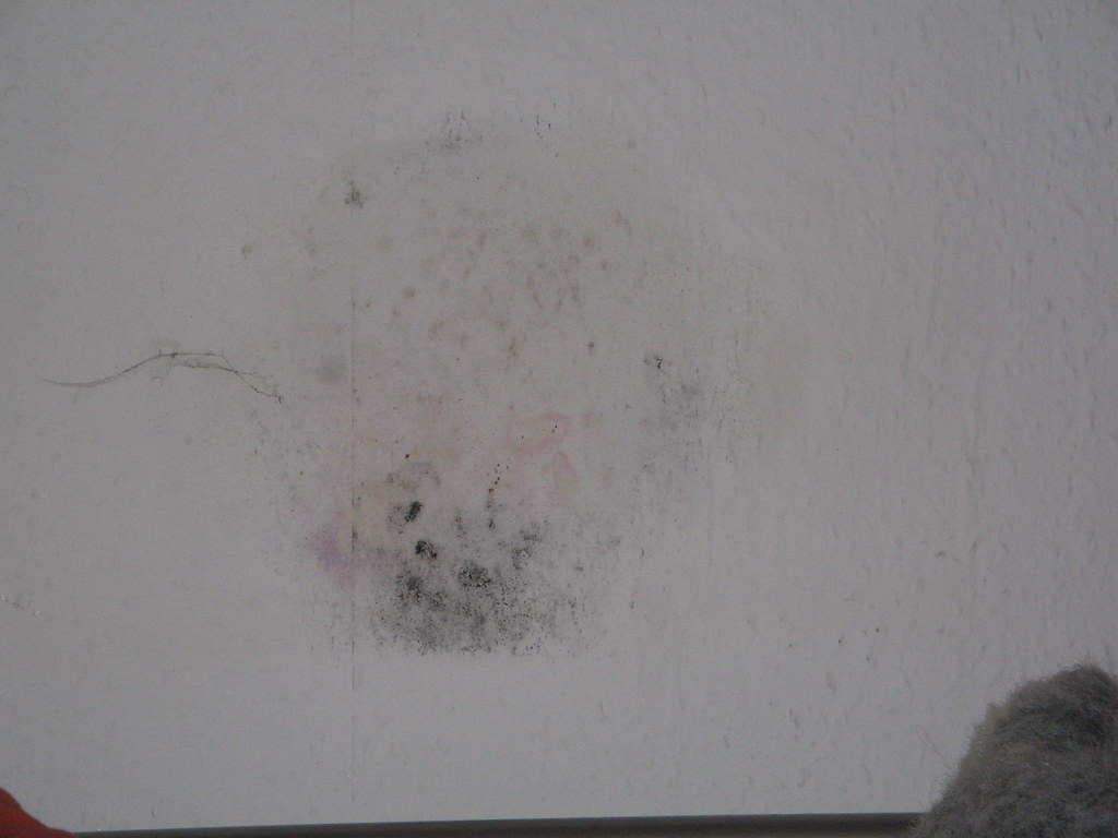 Mouldy and damp bedroom wall Nice and the mould has legs… Flickr