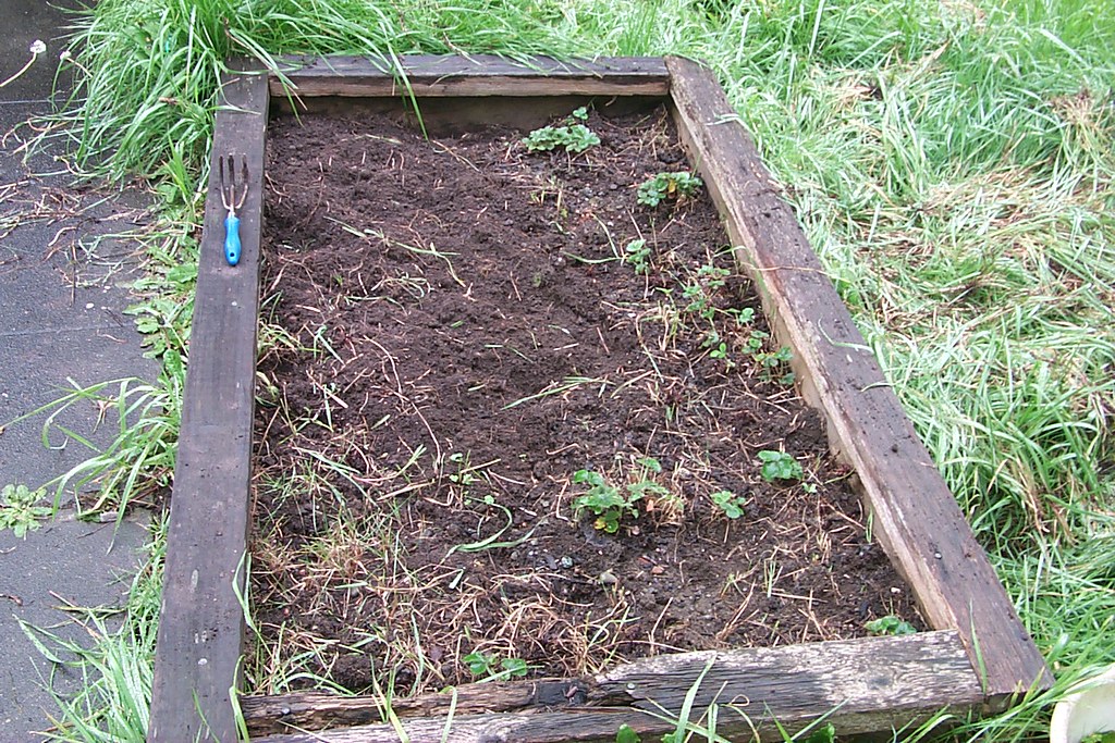 strawberry bed you can still see several strawberry plants… Flickr
