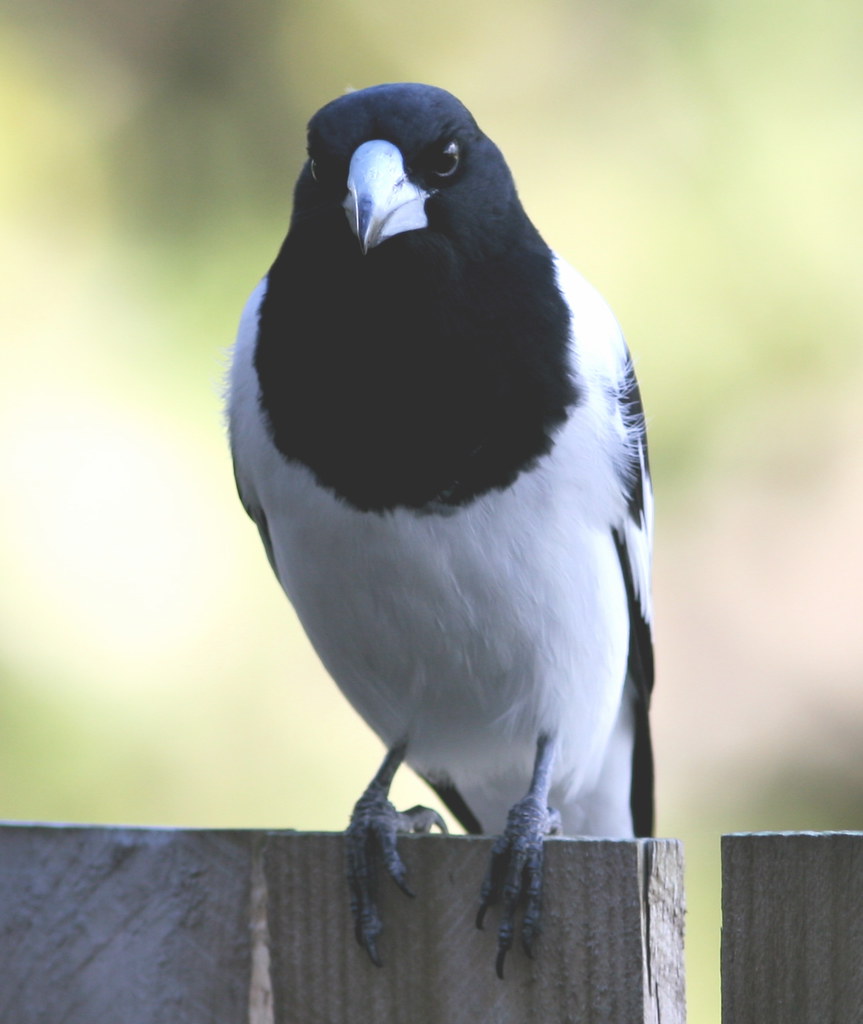 Butcher Bird Martin A. Hansen
