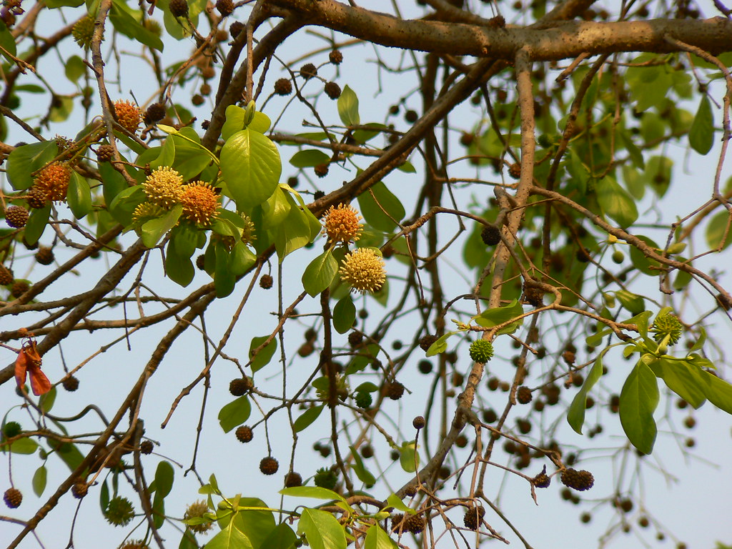 Kalam (Marathi कळम) Botanical name Mitragyna parvifolia … Flickr