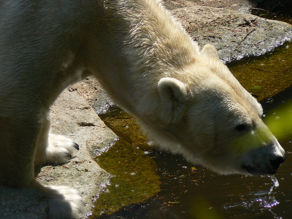 Hmm. This water tastes funny. delirious_equilibrium Flickr