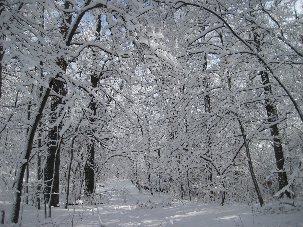 Allandale woods in snow Flickr