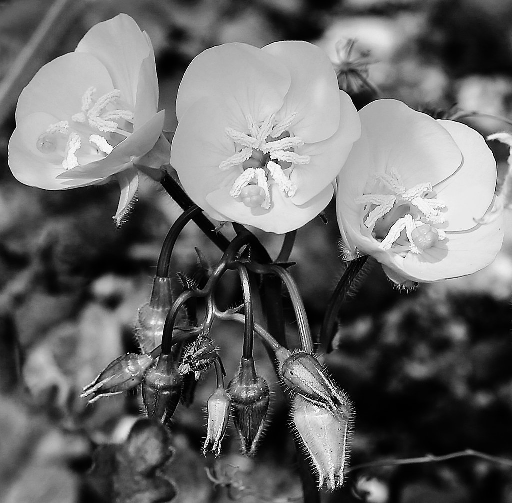 Black and White Beauty Wild flowers in Death Valley Nation… Flickr