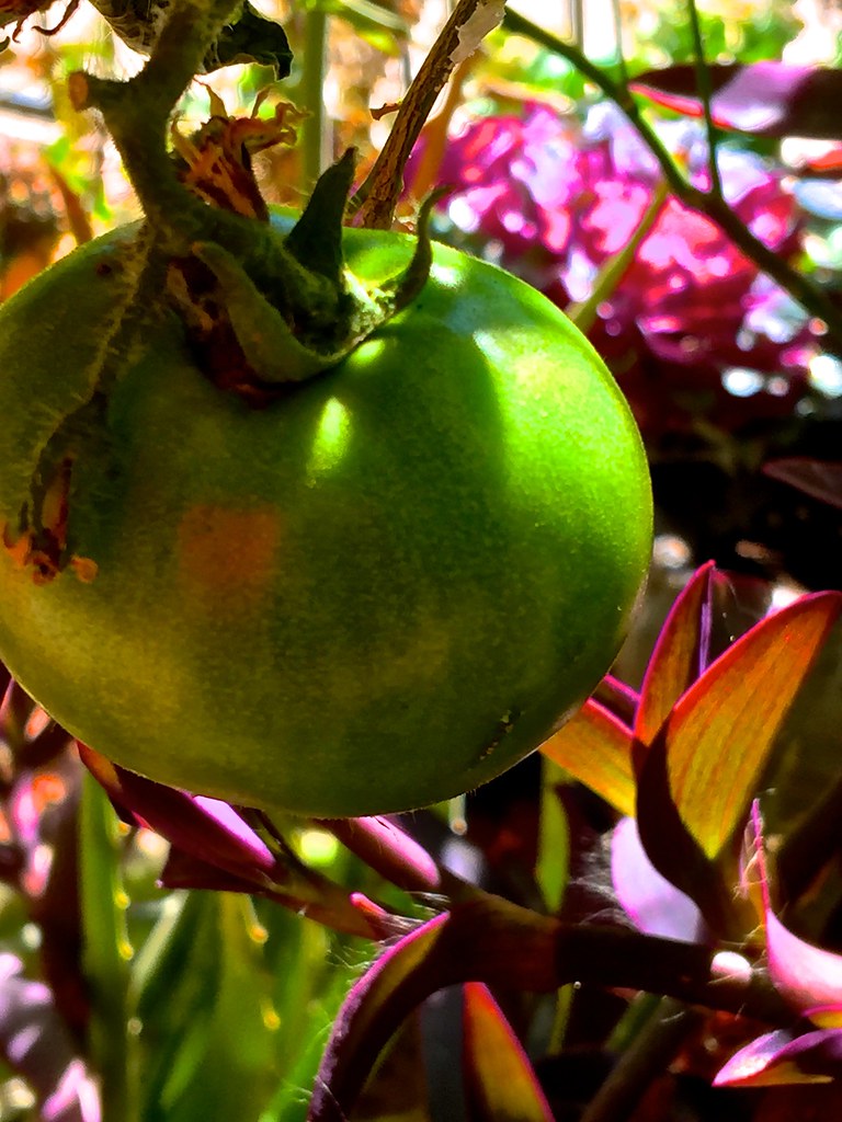 Backlit Green Tomato In Hanging Pot > IMG_4628 Version… Flickr