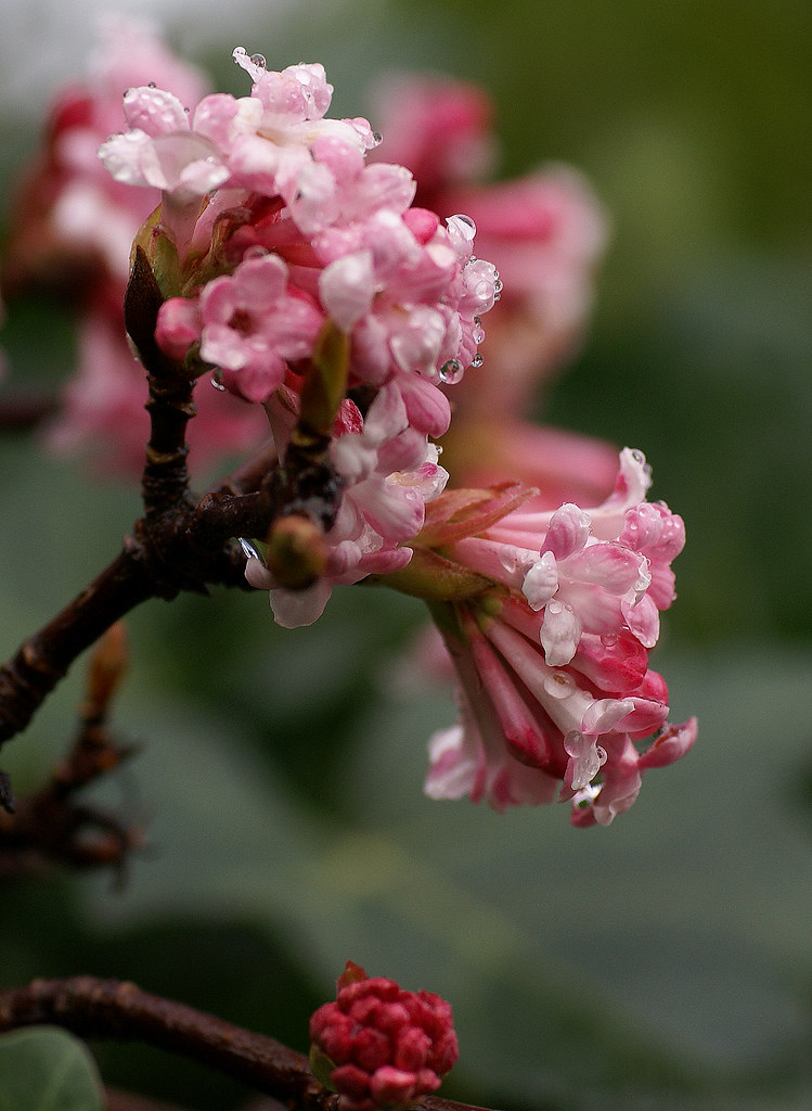 Schneeball, Bodnant / Pink Dawn Viburnum (Viburnum × bodnantense) a
