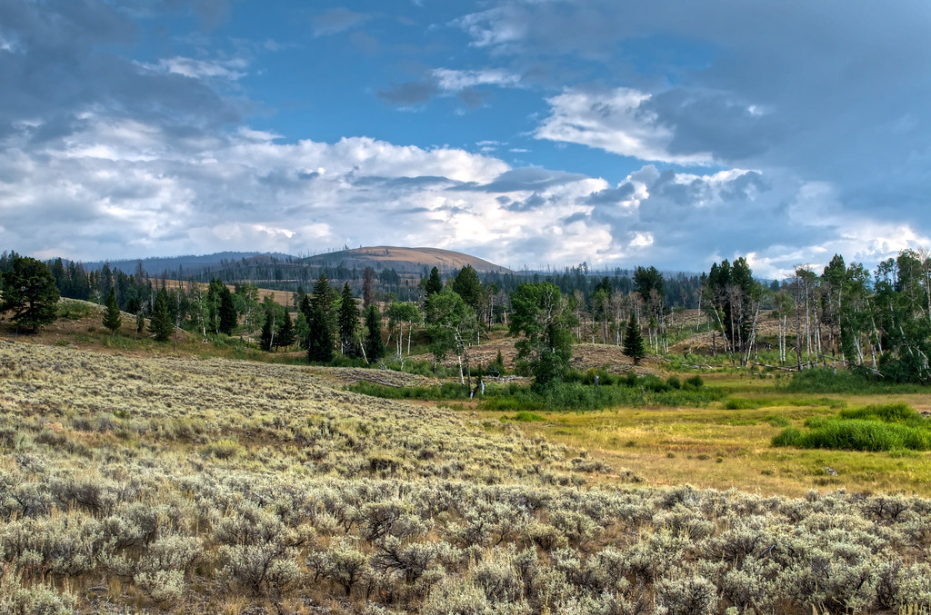 _DW18293.jpg Scenery along the Blacktail Plateau Drive. Upstate